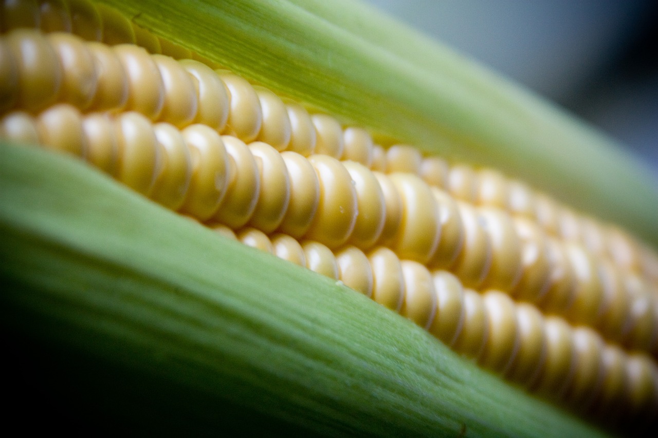 Stosowanie kukurydzy gniecionej do karmienia zwierząt hodowlanych